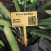 1x2 custom engraved brass plate displayed by a plant
