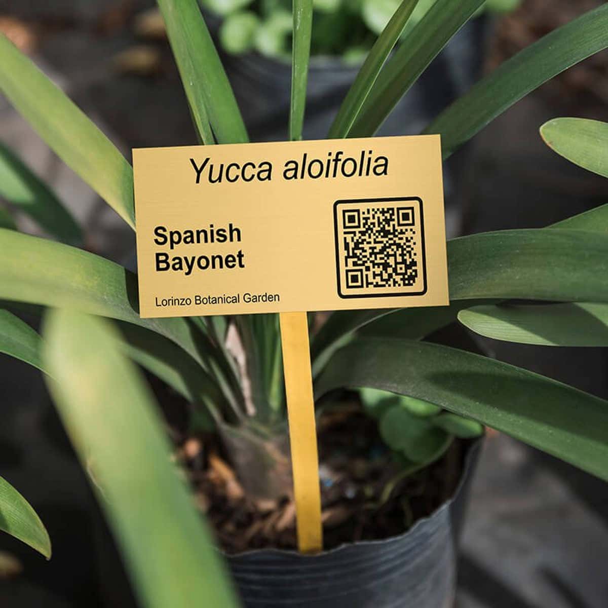 1x2 custom engraved brass plate displayed by a plant